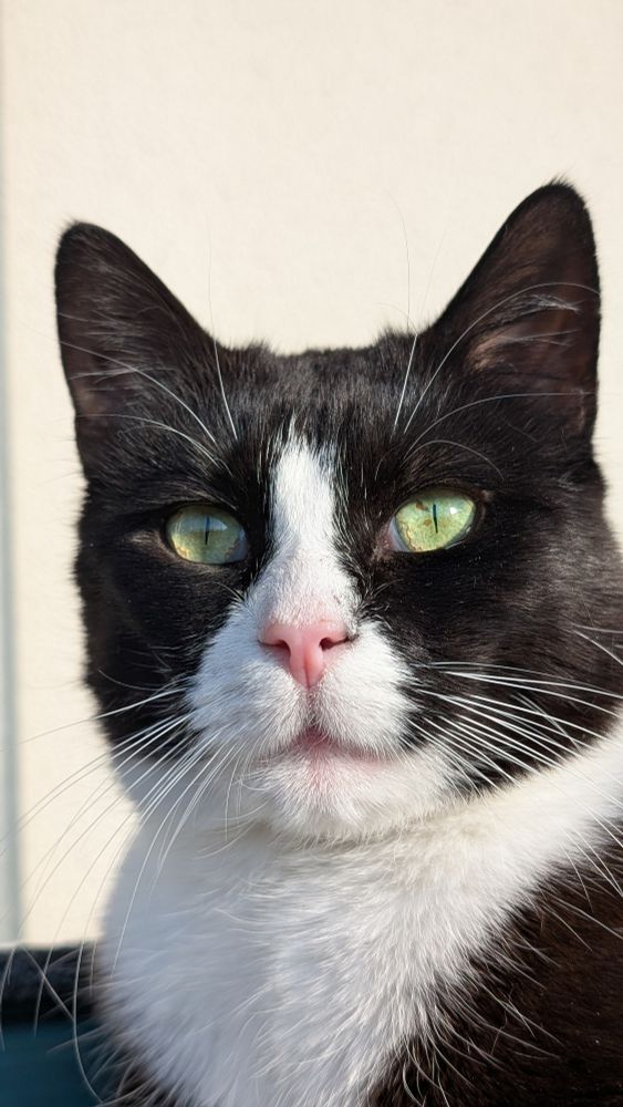 My black and white tuxedo cat Poki looks straight into the camera. His nose is very pink and his eyes are rich green.