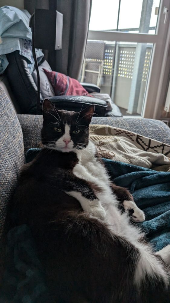 A black and white tuxedo cat is leisurely lying on hos side, though propped up a little as if interrupted during his cleaning session. He looks very demur into the camera. You can see his fluffy white belly.