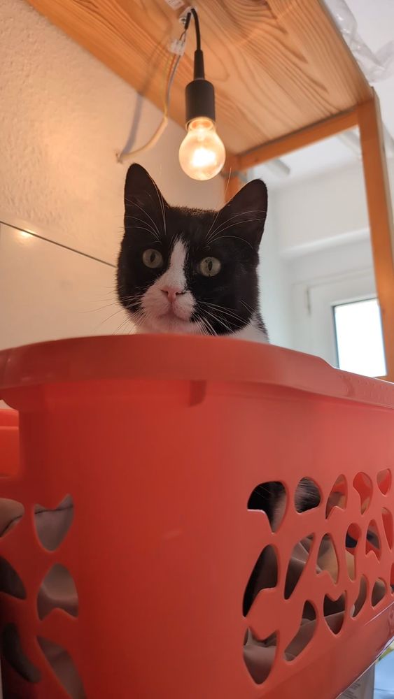 My black and white tuxedo cat Poki sits in a red laundry basket. He is just peeking behind the upper handle. The light bulb above his head is now turned on.