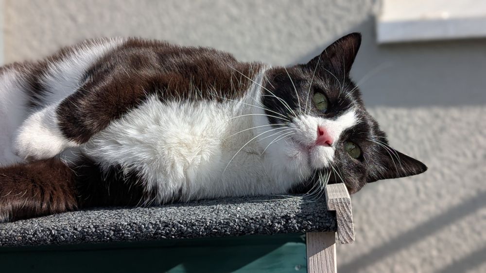 My black and white tuxedo cat Poki is lying on top of his little green balcony hut. His head is resting just on the edge of the roof. 