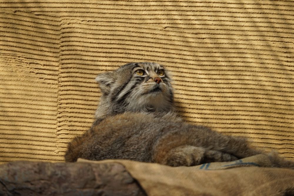 Pallas cat got interrupted mid-cleaning