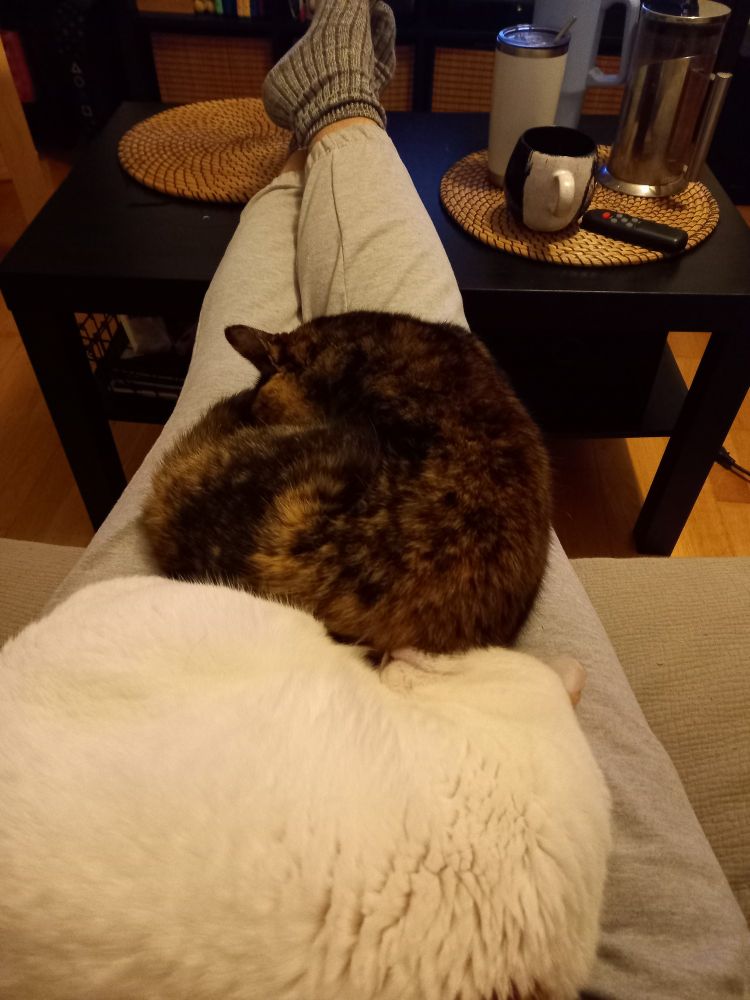 Photo of two cats curled up on top of my legs