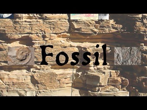 Fossil: The Language & History of Paleontology