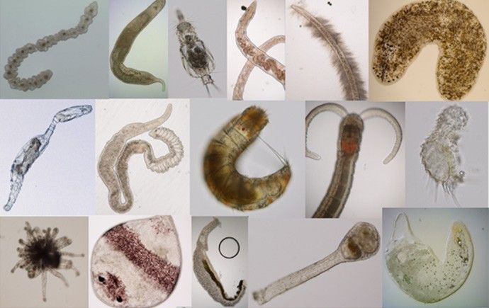 Meiofauna - from https://www.nhm.ac.uk/our-science/study/postgraduate/phd-opportunities/projects/meiofaunal-molecular-systematics.html
