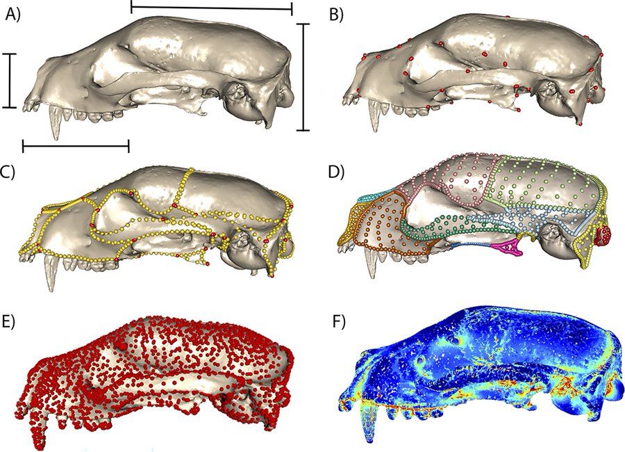 CC BY  Goswami & Clavel https://doi.org/10.1017/pab.2024.35
Linear, geometric, and landmark-free morphometric approaches, demonstrated on a 3D mesh of a mammal skull, Arctictis bintuong (MNHN 1936-1529) - the Binturong