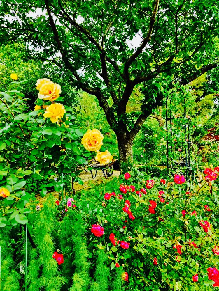 Yellow and red roses in bloom against a green leafy background. 