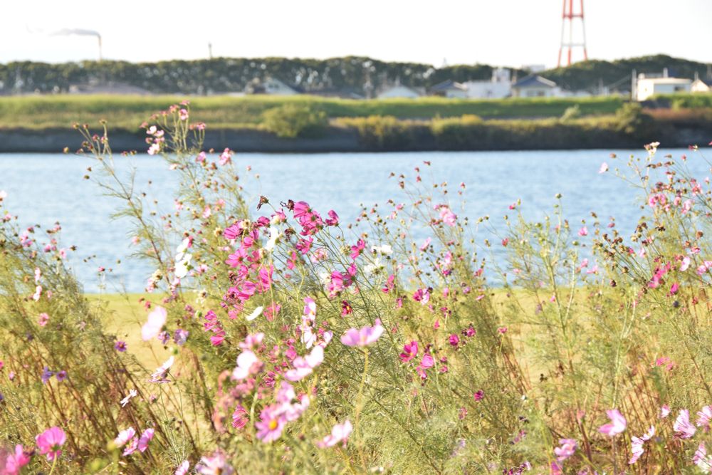 河川敷に咲くコスモスの花