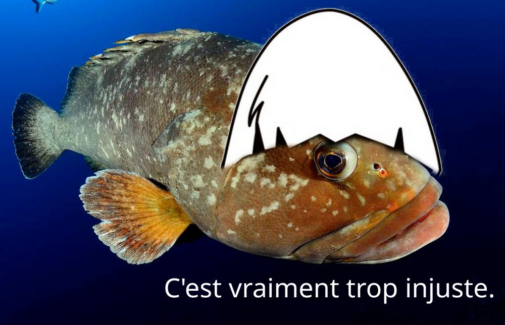 Calimérou, le mérou avec une coquille sur la tête, qui dit "C'est vraiment trop injuste".