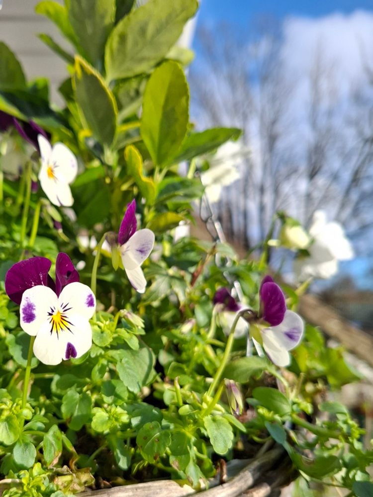 Purple and white violas against a bright blue sky.