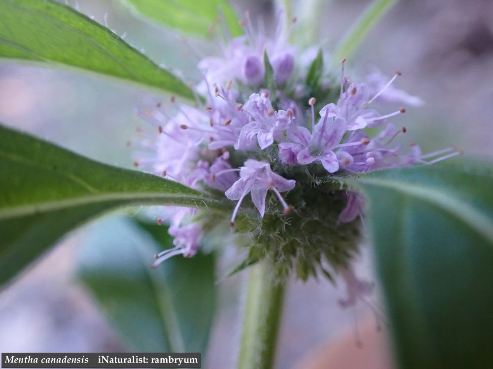 Mentha canadensis blossom, with photo credit of "iNaturalist: rambryum"