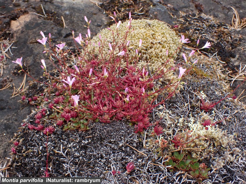 Montia parvifolia, with photo credit of "iNaturalist: rambryum"