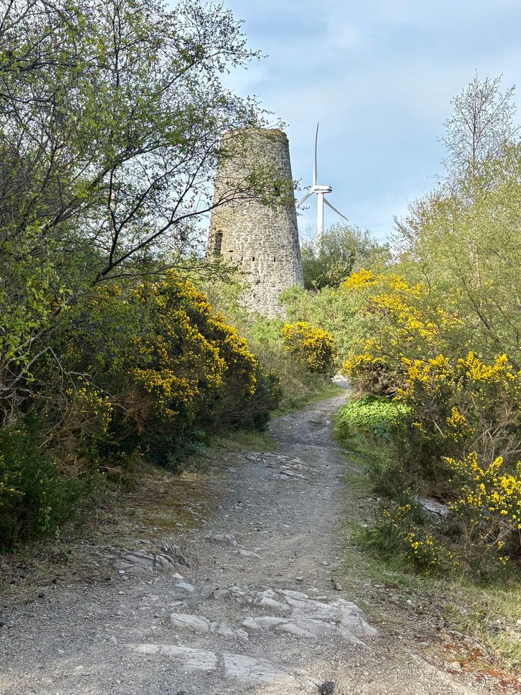 A landscape photograph. An uneven stony path bordered by flowering gorse and small trees leads towards an old stone windmill stack. Beyond this is a modern wind turbine.