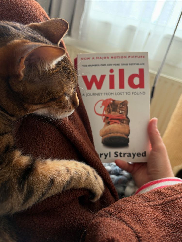 A brown Bengal cat is curled up on a person covered in a brown blanket. A hand holds a copy of ‘Wild’ by Cheryl Strayed.