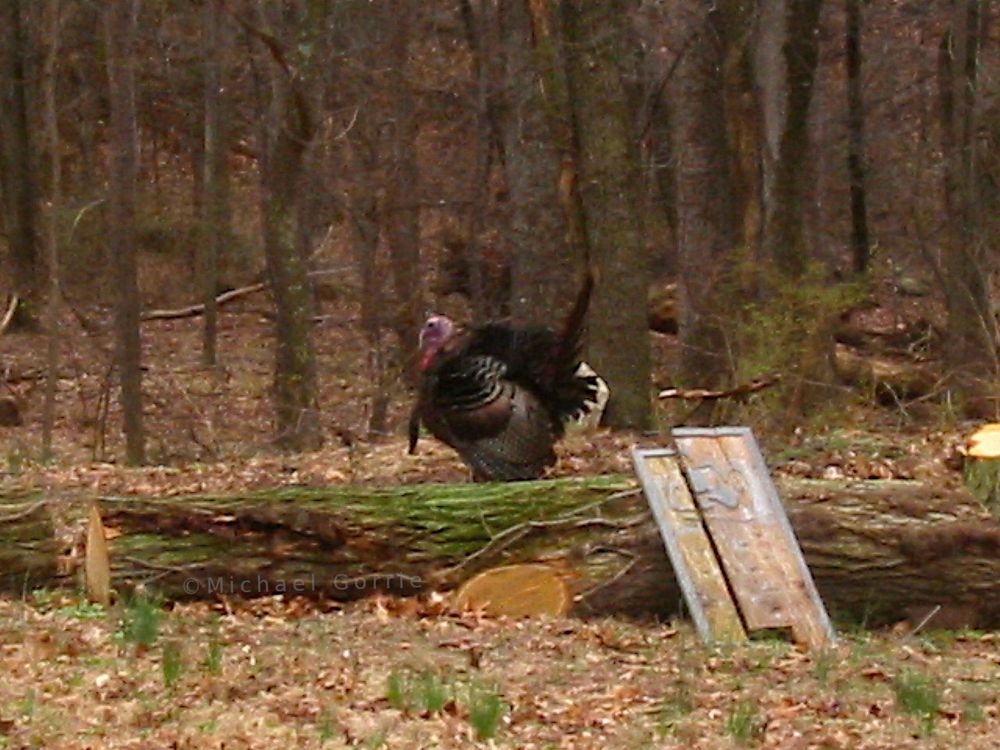 A full grown male wild turkey fans his feathers in a display of turkey masculinity.  Following behind him (to the right) was a large flock of females and younger turkeys.