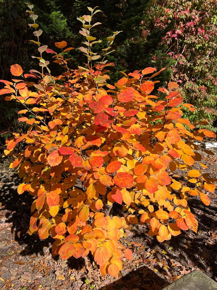 Fothergilla ‘Mt. Airy’ (a relative of our native witch hazel) all lit up in yellows, oranges, and reds in my mom’s garden, , various other shrubs (still green) in the background 