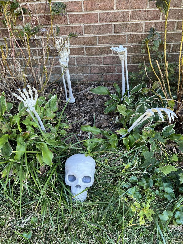 The image shows a small garden area next to a brick wall decorated for Halloween. In the mulch bed among green plants and hostas, there are three plastic skeletal arms and hands appearing to rise from the ground, as if skeletons are emerging from the soil. In front of the plants on the grass lies a plastic skull, completing the spooky graveyard effect. The setup is surrounded by trimmed grass and partially wilted foliage, adding to the eerie atmosphere.