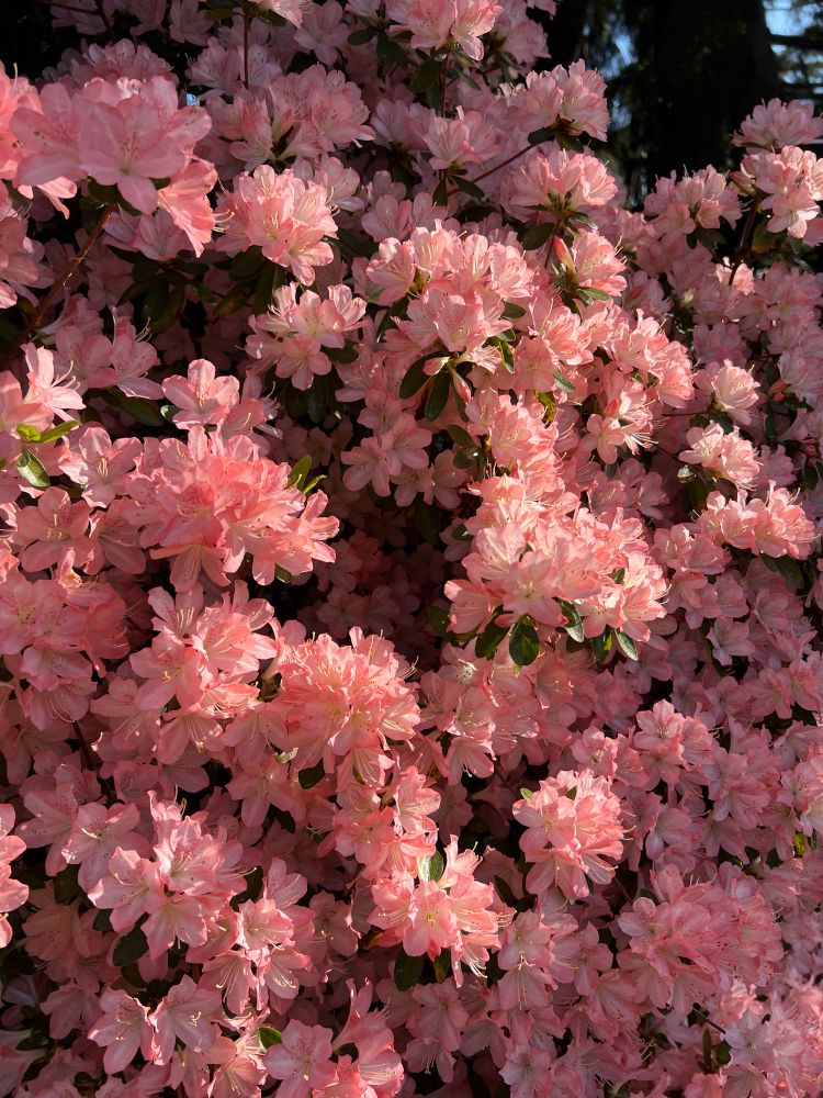 The image shows a dense and vibrant display of light pink flowers, likely belonging to an azalea or rhododendron bush. The flowers are clustered together in profusion, creating a visually rich and textured scene. Each individual flower has multiple petals, exhibiting a delicate, slightly ruffled appearance. The color ranges from a soft, pale pink to a slightly deeper rose hue in some areas, possibly due to variations in sunlight.
Interspersed among the blossoms are small, dark green leaves, providing a contrasting backdrop to the abundance of pink. The leaves are oval-shaped and appear healthy and glossy in some areas, suggesting a well-nourished plant.
The lighting in the image suggests it is daytime with sunlight filtering through the blooms and foliage, creating highlights and shadows that add depth to the image. Some flowers appear brighter where the light directly hits them, while others are in softer shadow, revealing the intricate details of their petals.
In the background, there are hints of darker green foliage and possibly some dark, out-of-focus elements, suggesting other plants or trees nearby. The overall impression is one of a flourishing spring or early summer garden, with the pink blossoms dominating the view and creating a beautiful floral display.
