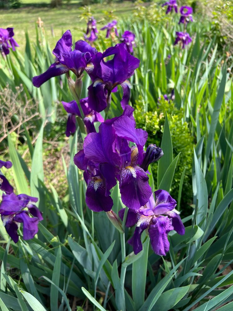 The image shows a vibrant cluster of deep purple bearded iris flowers in full bloom. The irises are the central focus, with several prominent blossoms in the foreground and more scattered throughout the midground. Each flower displays the characteristic structure of an iris: three large, drooping sepals (falls) and three upright petals (standards). The falls have a velvety texture and a rich purple hue, accented by a contrasting yellow or white "beard" at their base. The standards are a similar shade of purple and stand erect, creating a striking visual contrast.
The flowers emerge from a bed of long, sword-like green leaves, typical of iris plants. The leaves are a cool green and provide a lush backdrop to the intense color of the flowers. In the background, there is a blurred expanse of green grass and some indistinct foliage, suggesting a garden or natural setting. The lighting appears to be natural daylight, casting soft shadows and highlighting the textures of the petals and leaves. The overall impression is one of a flourishing spring garden with the bold color of the irises taking center stage. Given the location (Mechanicsville, Virginia, United States) and the flower's appearance, it is likely a cultivated variety of bearded iris.
