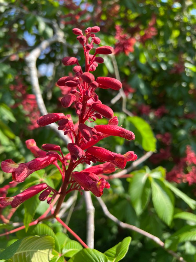 The image shows a vibrant cluster of bright red, tubular flowers arranged on a central stem. These flowers are the focal point of the image, standing out against a backdrop of green foliage and light-colored branches. The individual flowers are elongated and slightly curved, with a noticeable opening at the end. Some of the flowers are fully open, while others are still in bud form, creating a textured and dynamic appearance.
The leaves of the plant are a rich green, with a palmate compound structure, meaning multiple leaflets radiate from a central point. These leaves provide a lush and contrasting background to the vivid red flowers. The branches of the tree or shrub are visible in the background, appearing light gray or tan in color.
The lighting suggests it is daytime, with natural light illuminating the flowers and leaves. Some areas are in direct sunlight, highlighting the glossy surface of the leaves and the intense color of the blossoms, while other areas are in soft shadow, adding depth to the image. The overall impression is one of a healthy, flowering plant in its natural environment.
Based on the flower and leaf structure, and considering the location (Mechanicsville, Virginia, United States), this image likely depicts the flowers of a Red Buckeye (Aesculus pavia). The tubular red flowers are characteristic of this species, attracting hummingbirds as pollinators.
