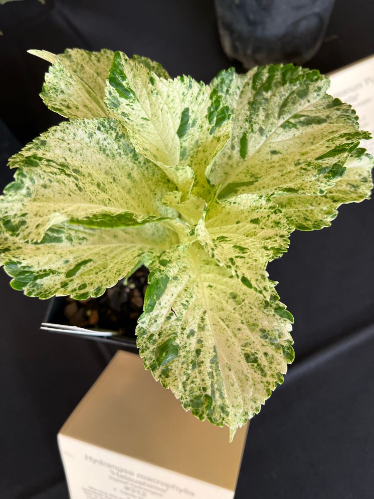 A macrophylla hydrangea with green and creamy white flecks on the leaves