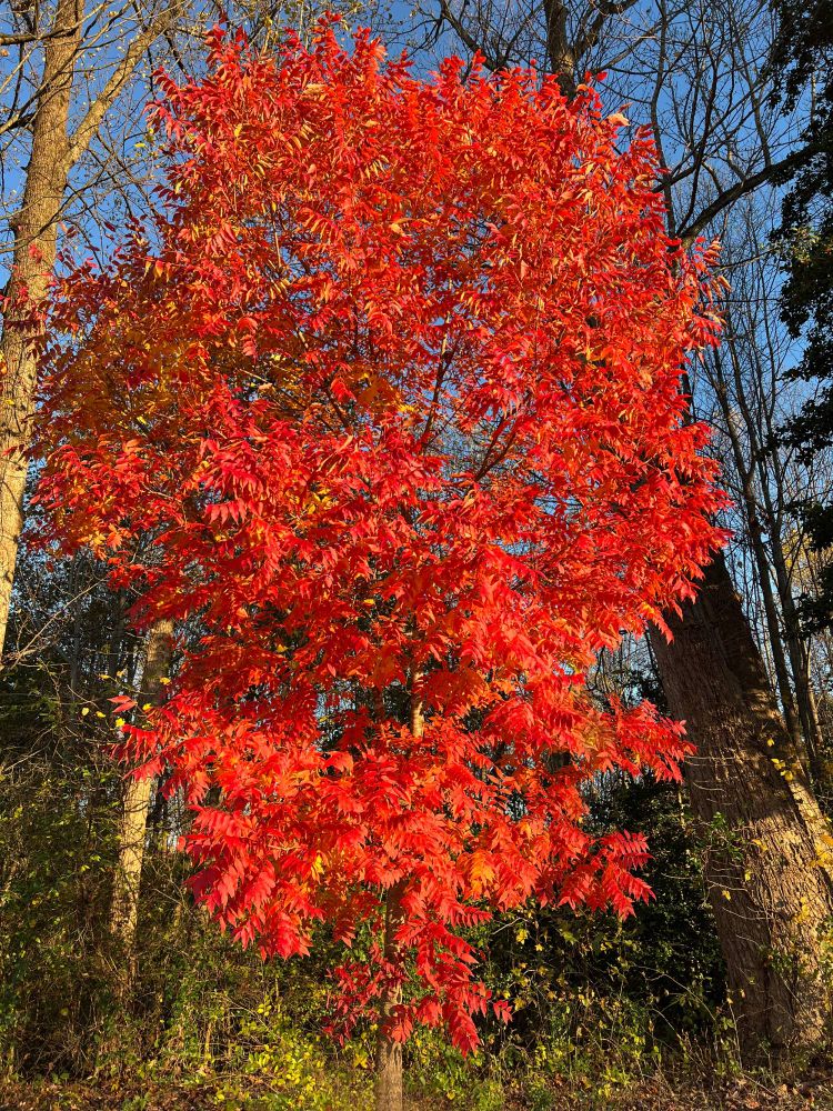 A medium sized tree (Chinese pistache) lights up the edge of some woods, leaves electric shades of orange and red