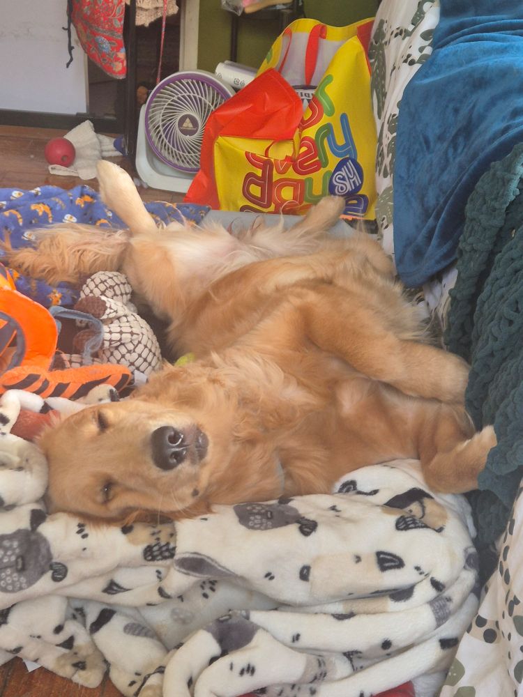 Golden retriever lying down on her back