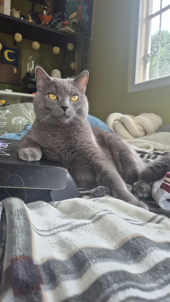 Grey cat on a bed with his arm resting on a box