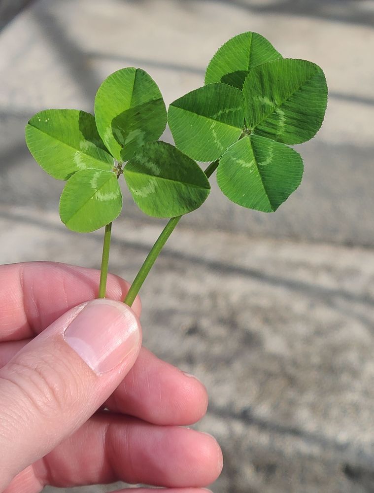 8 clover leaves and 2 clover plants