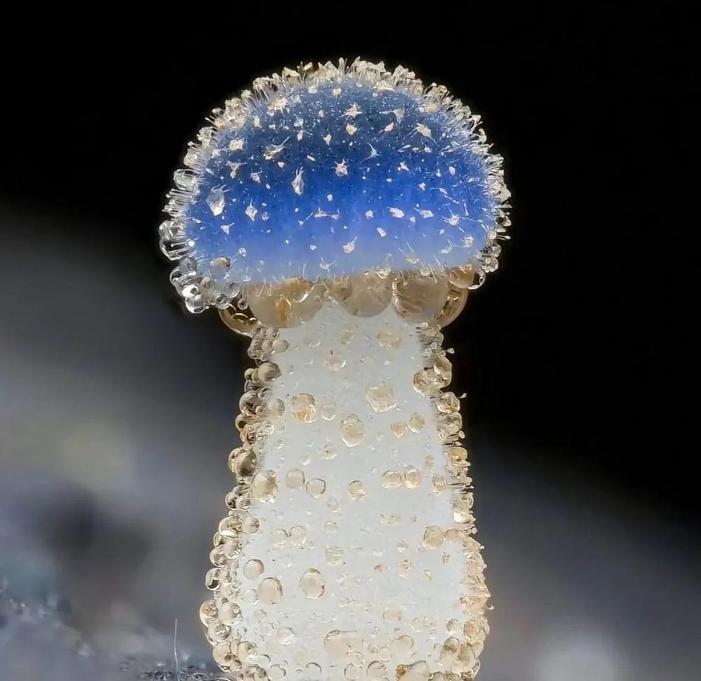 a beautiful mushroom with a bright blue cap...