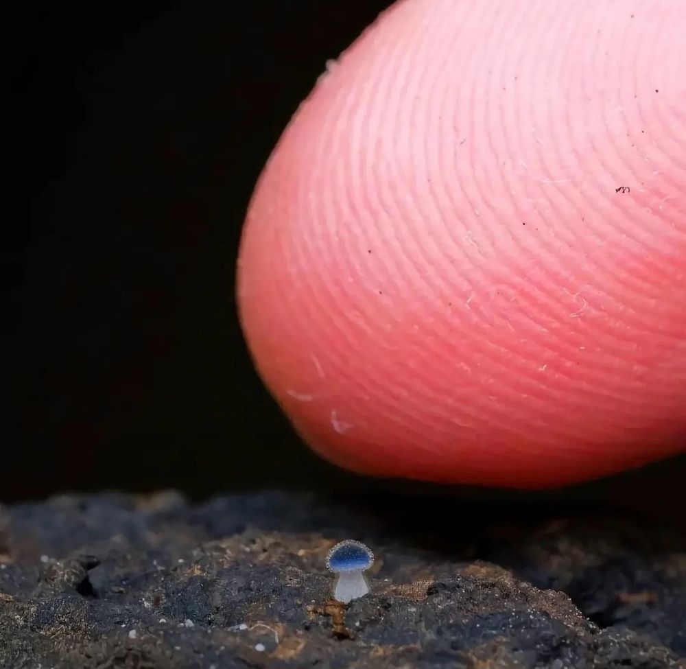 the mushroom is very small. there's a finger next to it, and it (the finger) is so big in comparison to the tiny mushroom that the finger looks, frankly, gross. i'm telling you this is a very small mushroom.