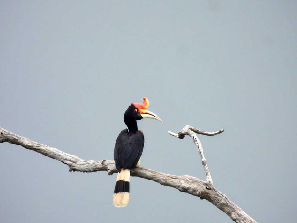 Great Hornbill (Buceros bicornis) is standing sentry on a bare tree branch.