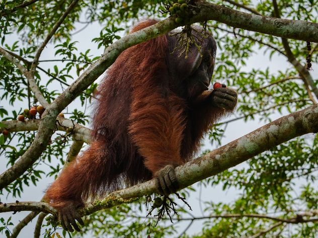 Pepe, a majestic adult male orangutan estimated to be over 50 years old.