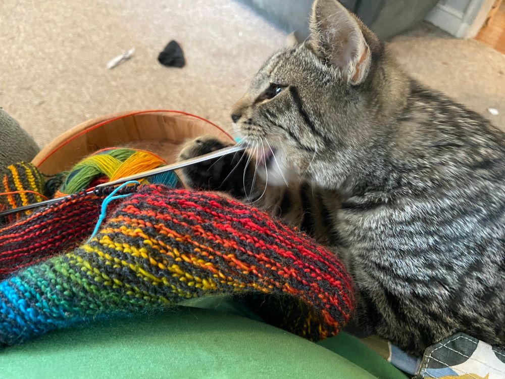 Tabby cat biting a knitting needle, bowl of yarn and knitted project under cat