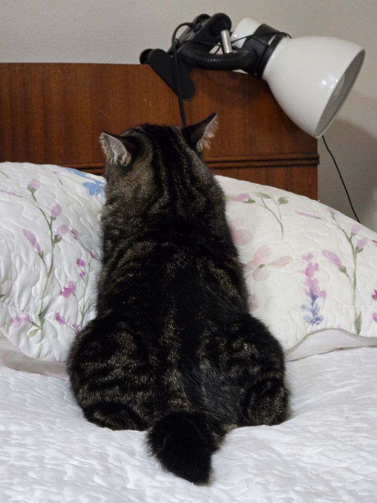 Beans the tabby cat is on the bed, her back to the camera, and her front half up on my pillow. She doesn't yet have the confidence to sleep on me, but she loves things that smell like me; my pillow in particular. She has airplane ears because she heard me come in to take a picture, but isn't alarmed enough to get up and leave like she used to. She's been here only six months, but she's come a long way from frightened and hissy at the shelter; she loves pets, and Mum, and food; she just needs to gain a little more confidence that this is her home. I think she has lap cat potential, but even if she doesn't, she's still my little Beanie-baby, and welcome on my pillow. I just leave her be when she's there so she understands she's not doing anything wrong. 
