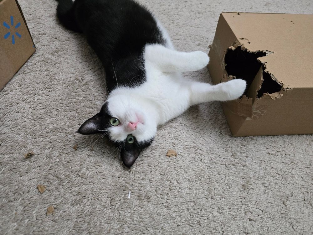 Stephanie the tuxedo cat, lying on her side on a beige rug. She's upside down in the shot; her head in the middle of the frame, and her hind end in the top. Beside her is a corrugated cardboard box, into which she has chewed a large hole, and there are bite-sized bits of corrugated all around her.