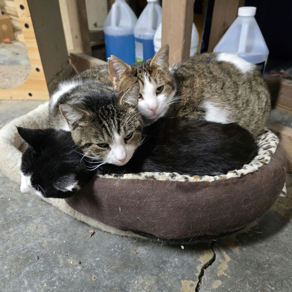 Stevie Cookie the tuxedo cat, and Backpack and Andy, both tabby and white; all three jammed into one small cat bed that comfortably accommodates one fat cat. It's not at all cold in the garage, and there are lots of other beds of varying sizes, but for reasons know only to them, they've mashed themselves into a very compact cat pile in that one because cat. 