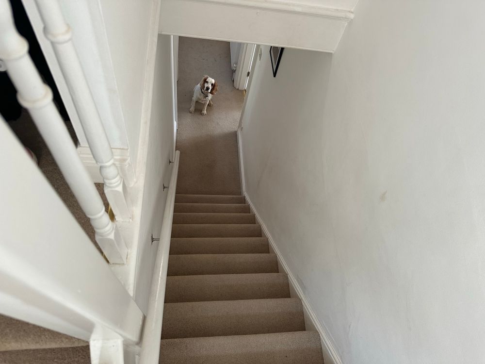 Photo of Douglas Spaniel sitting patiently at the bottom of the stairs for me to finish work for the day.
