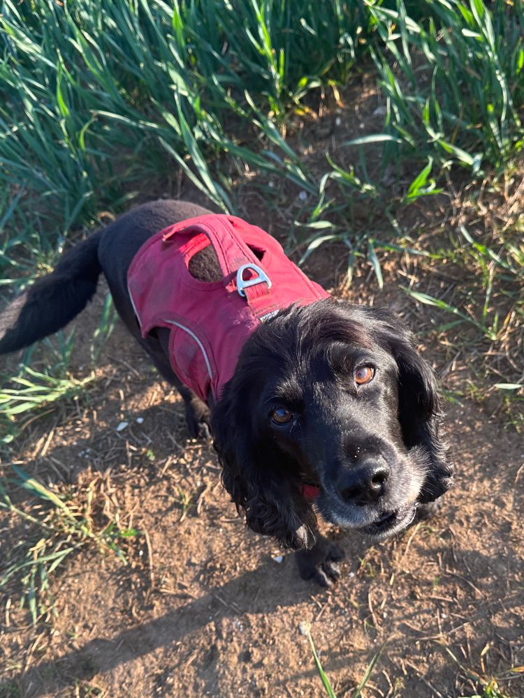 A cocker spaniel who looks like she’d expect bespoke biscuits for her birthday.