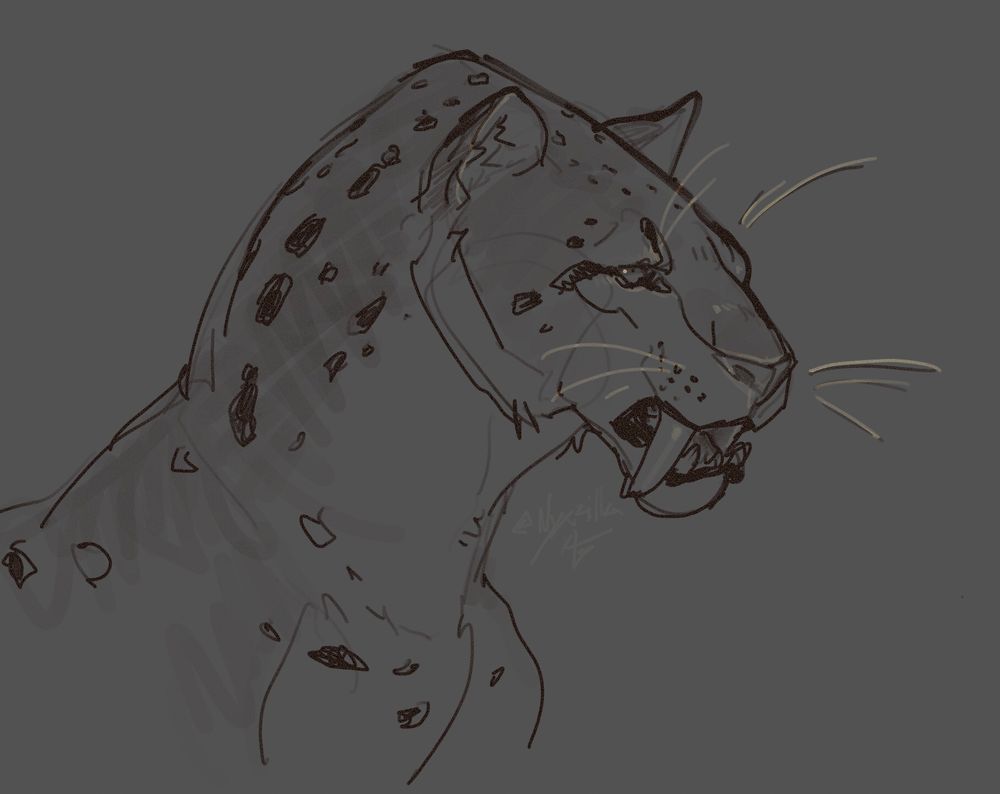 Sabertooth cat sketch