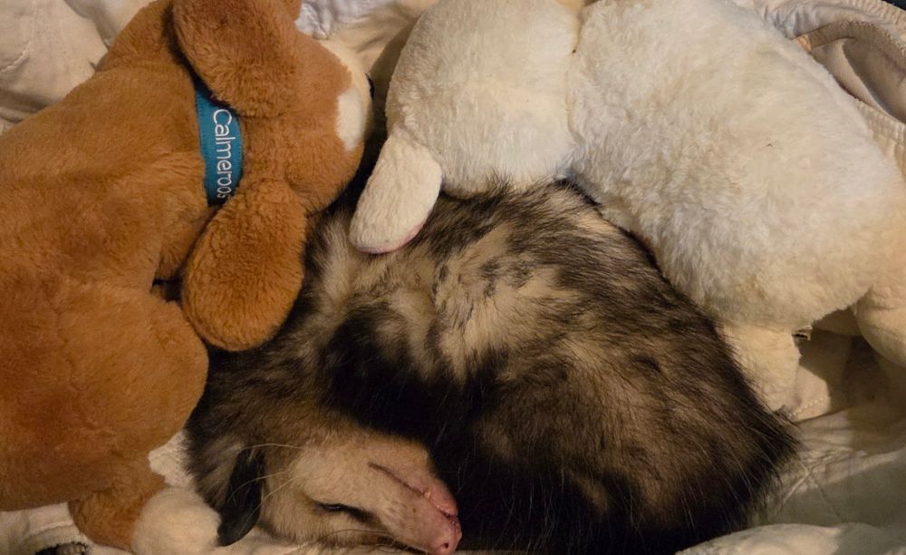 A adorable little old lady opossum sleeps curled up and smiling between two stuffed animals
