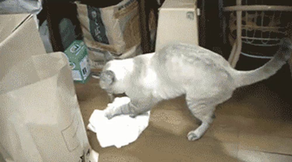 a cat is playing with a piece of paper in a room with boxes and bags