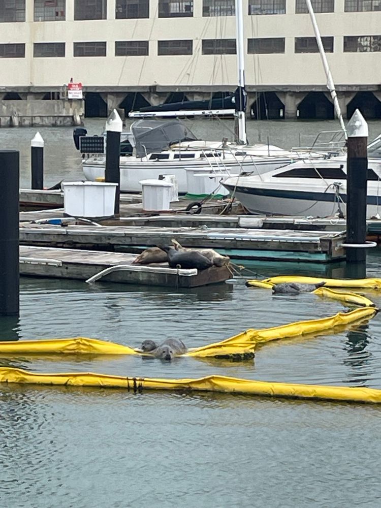 Grey-green water and piers with boats in berths next to them; there is a yellow boundary marker in the water. Two young grey seals look at the viewer from atop the yellow marker, another young grey seal is balancing on the marker in the distance, and older grey and brown seals are resting at the end of one of the piers. I would say they were sunbathing, but there wasn’t much sun. 