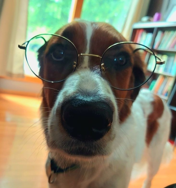 Close up of dogs face looking directly at viewer. Dog is wearing round wire frame glasses.