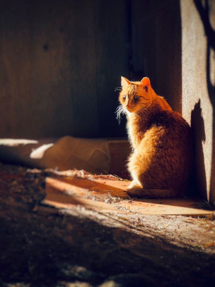 An orange tabby cat sunbathing