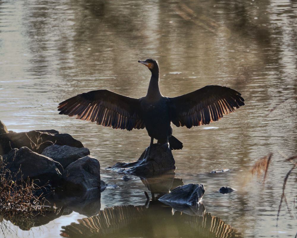 Ein Kormoran mit ausgebreiteten Flügeln am Flusssrand.