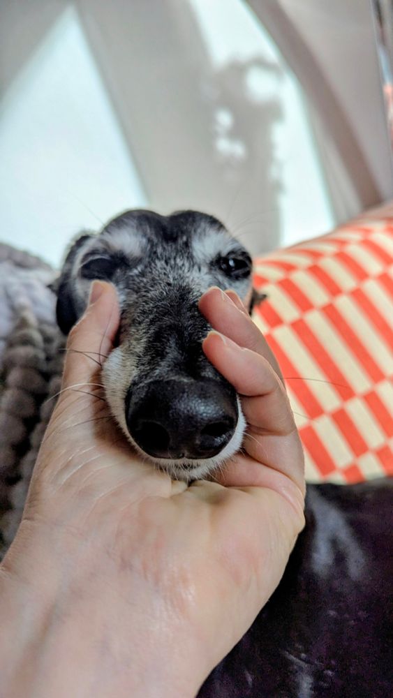 Eine Hand hält sanft das Gesicht eines Windhundes mit grau meliertem Fell und geschlossenen Augen.