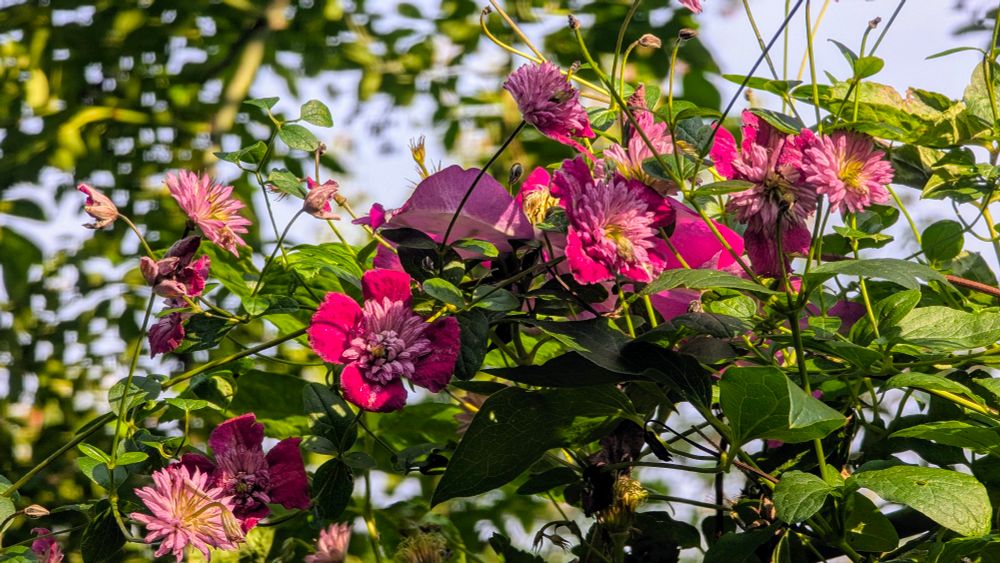 Clematisranke mit gefüllten pink Blüten