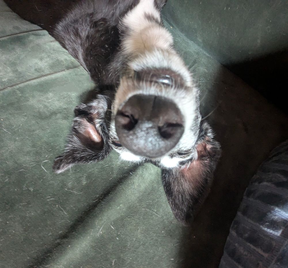Ein schwarz-weißer Hund liegt auf dem Rücken auf einem grünen Sofa, wobei seine Schnauze und Nase durch die ungewöhnliche Perspektive im Vordergrund stehen. Die Ohren sind nach hinten geklappt, und das Licht fällt teilweise auf sein Gesicht.

