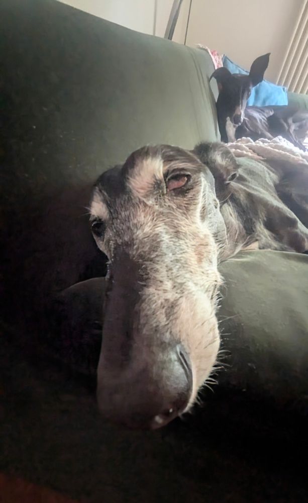 Zwei Windhunde liegen entspannt auf einem Sofa. Im Vordergrund liegt ein Hund mit grauem Fell und geschlossenen Augen sehr nah an der Kamera, sodass seine lange Schnauze betont wird. Im Hintergrund liegt ein zweiter, schwarzer Hund mit aufgerichteten Ohren und beobachtet die Szene ruhig. Das Sofa ist dunkelgrün und im Hintergrund sind Kissen und eine Decke zu sehen.

