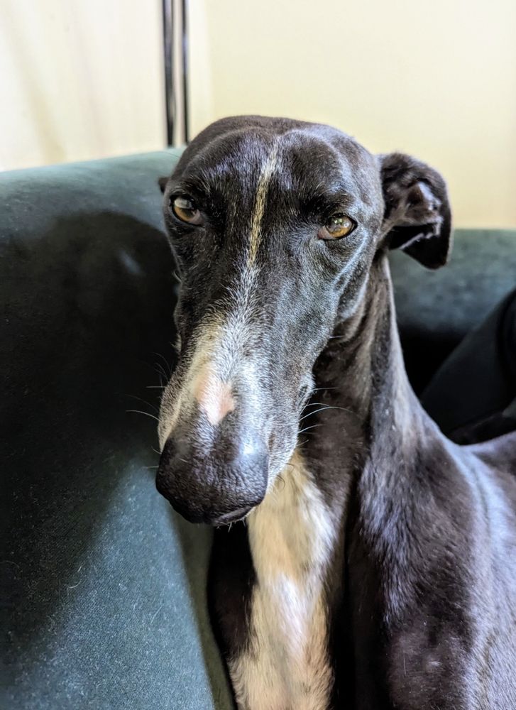 Galga